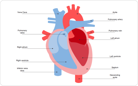 Heart Diagram